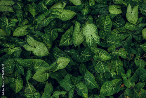 Green leaf texture. Leaf texture background