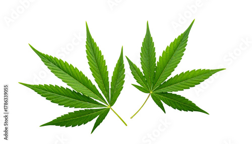 Two variations of cannabis leaves isolated on transparent background