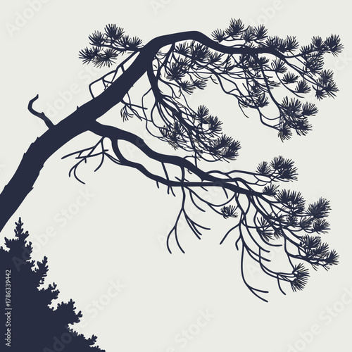 Silhouette Of A Large Pine Tree Branch Against Light Background pine needles