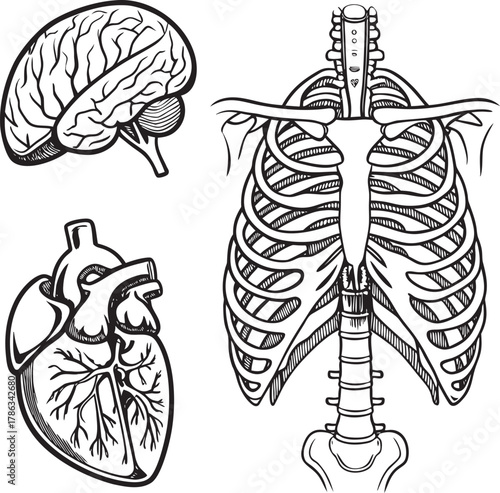 human brain anatomy sketch
