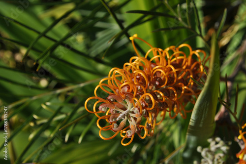 Grevillea  also nown as  spider flower, Western Australia