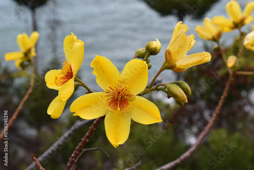 Yellow kapok, also known as Cochlospermum  gillivraei