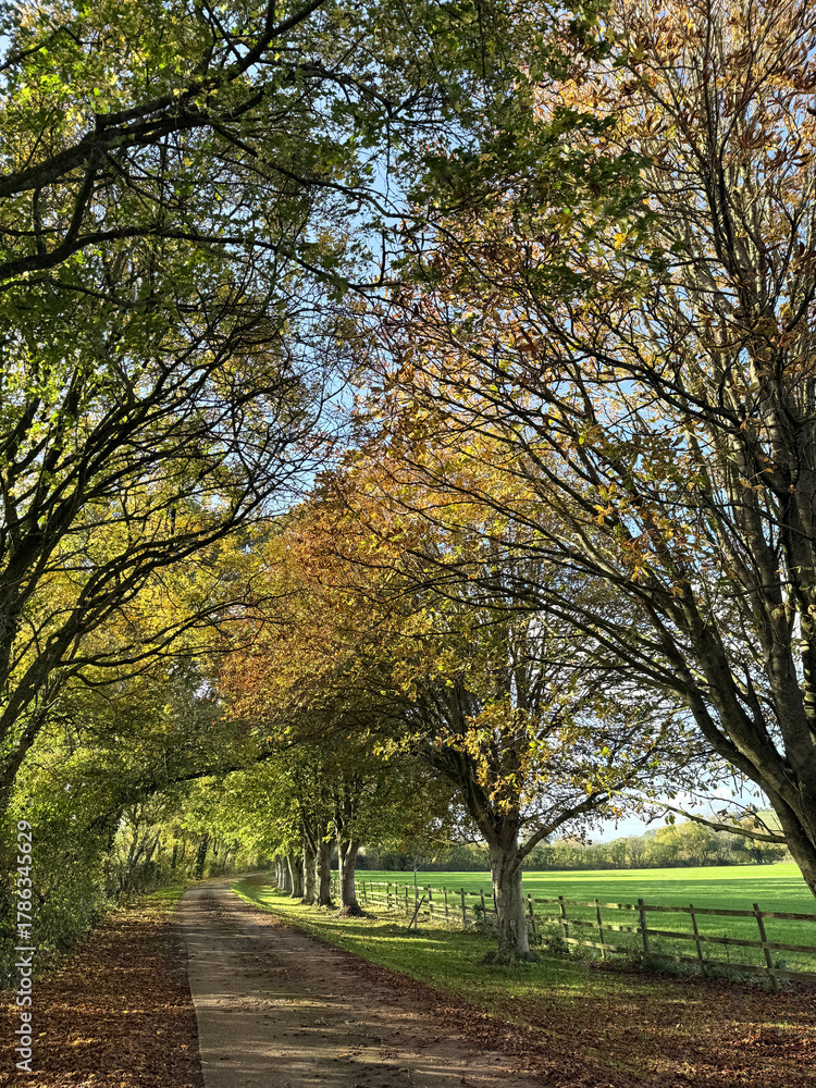 Naklejka premium Autumn trees and country lane, Somerest, England