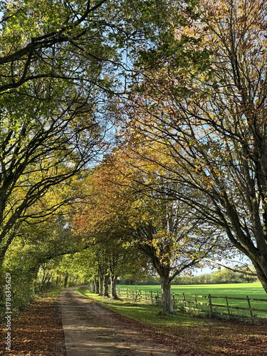 Autumn trees and country lane, Somerest, England
