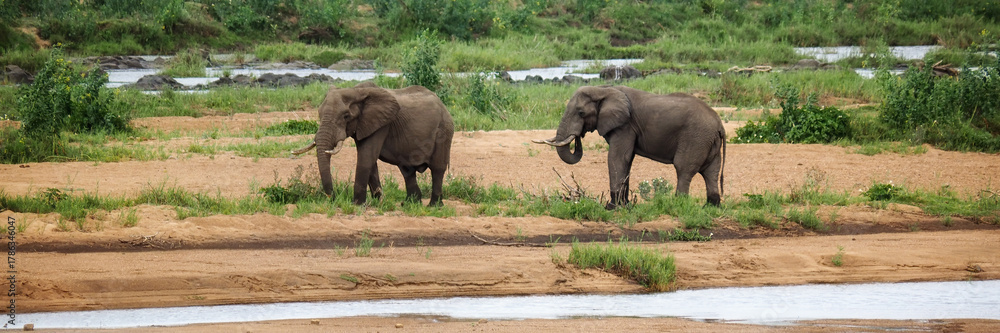 Fototapeta premium Panorama of African Elephant beside river in Zimbabwe, Africa
