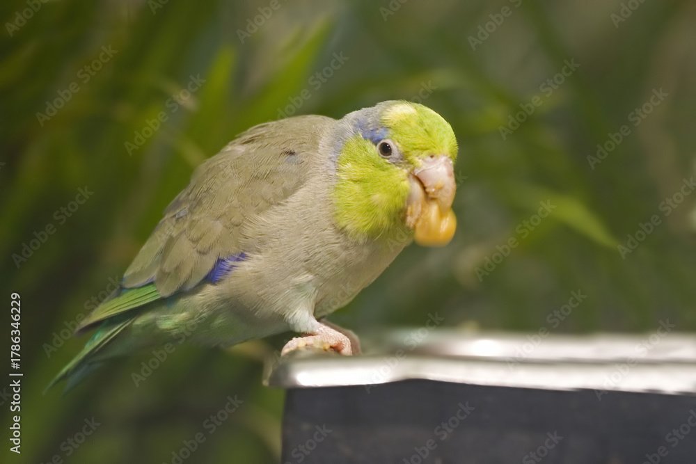 Obraz premium Pacific Parrotlet, Forpus coelestis, at feeder