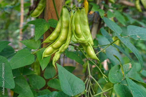 Photos Close-Up Lima Bean Plant in Garden (Phaseolus Lunatus)