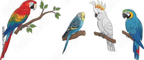 Colorful parrots on branches, tropical bird species, macaw and cockatoo illustration, exotic wildlife design, nature diversity concept, vector art, educational use