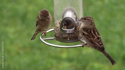 Kampf ums Futter am Vogelhaus, Spatzen, Sperlinge streiten ums Futter, Passer domesticus