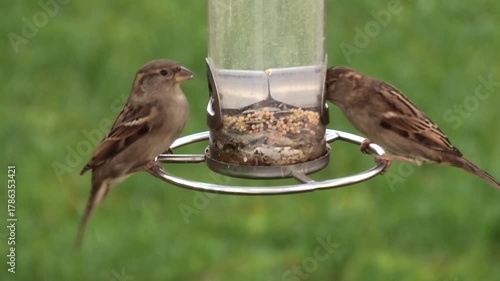 Streit am Vogelhaus, Spatzen, Sperlinge streiten ums Futter, Passer domesticus