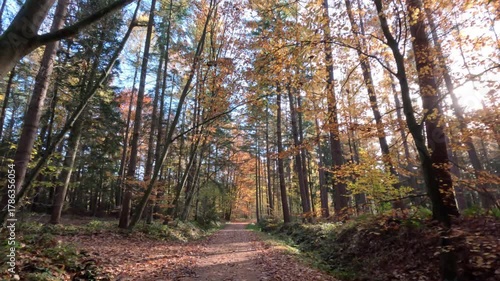 Sunny Colorful Forest During Fall Season