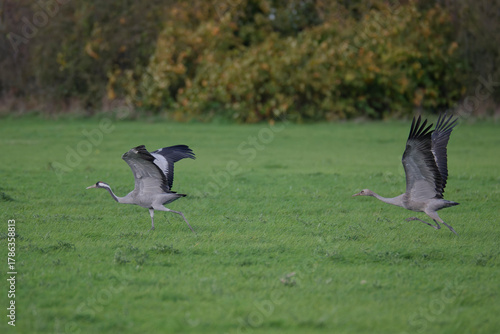 Grue cendrée au lac du Der