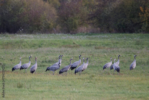 Grue cendrée au lac du Der