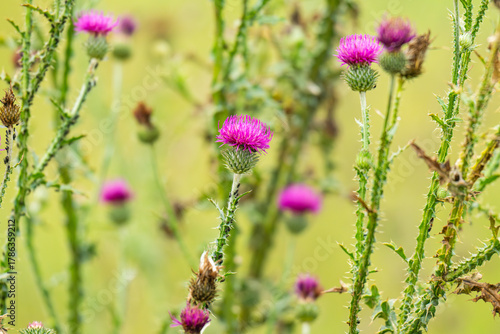  photo of burdock in a meadow