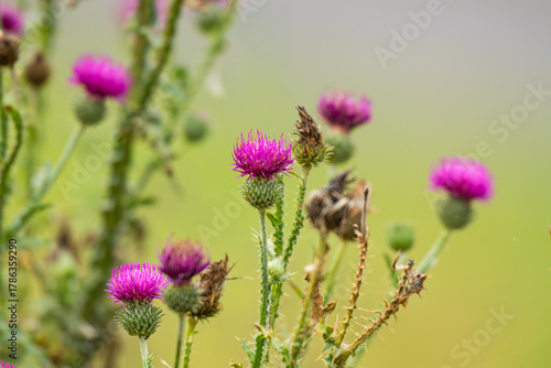  photo of burdock in a meadow