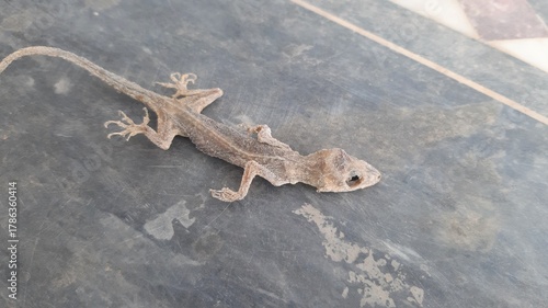 A dried dead Asian house gecko skeleton. Lizard is dead.The changing conditions of the dead lizard.Its body dry until to see the bone. Eyes collapsed into wide and big holes. 4K Footage.