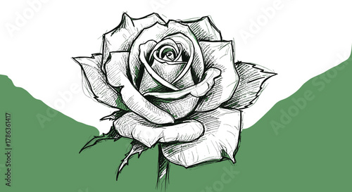 Detailed Sketch of a Single Romantic Rose Isolated on Transparent Background Representing Love Beauty and Elegance