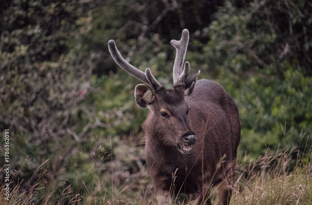 Fototapeta premium Sambar Rusa unicolor at Horton Plains National Park