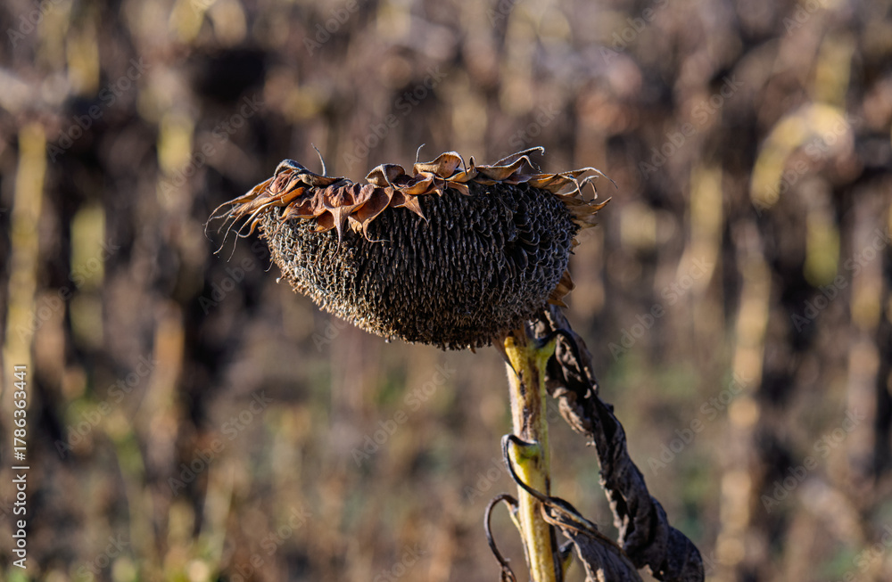 Fototapeta premium dry sunflower ripened
