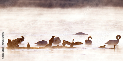 Fototapeta Naklejka Na Ścianę i Meble -  swans on the river on an early foggy morning