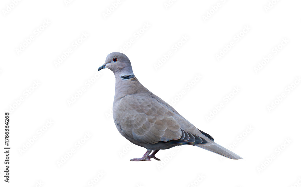 Obraz premium Turtle dove bird isolated