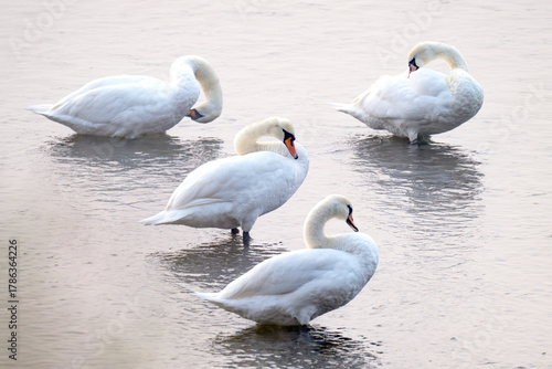 Fototapeta Naklejka Na Ścianę i Meble -  swans on the river on an early foggy morning