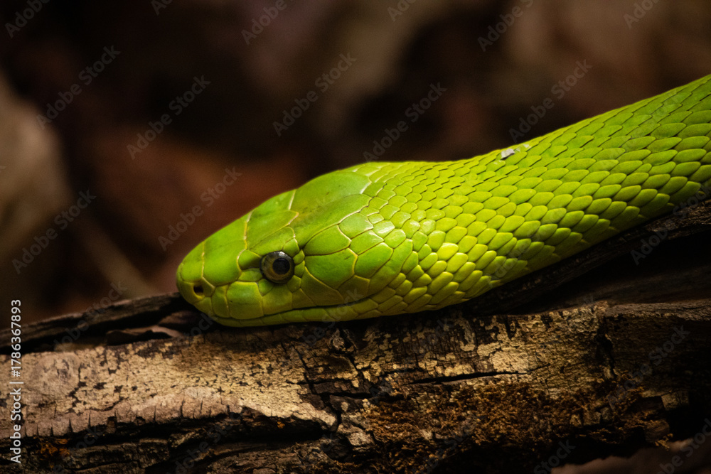 Fototapeta premium green snake in the grass