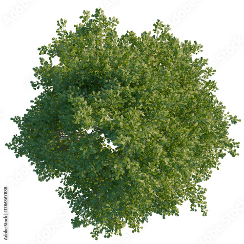 Fototapeta Naklejka Na Ścianę i Meble -  Quercus cerris tree plan, top view, cutout, transparent background, isolate, Vibrant green leafy oak tree canopy viewed from directly above