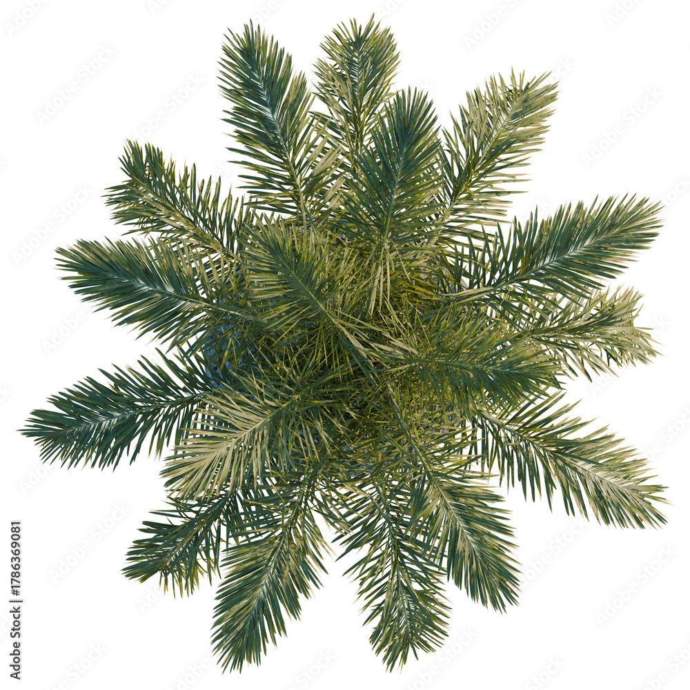 Obraz premium Roystonea regia tree plan, top view, cutout, transparent background, isolate, Vibrant palm fronds from above create a lush tropical canopy