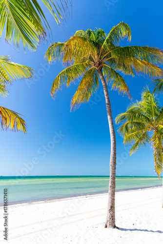 Beach Palm Tree