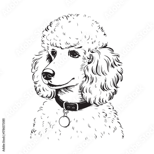 Poodle Dog Portrait Line Art Vector
