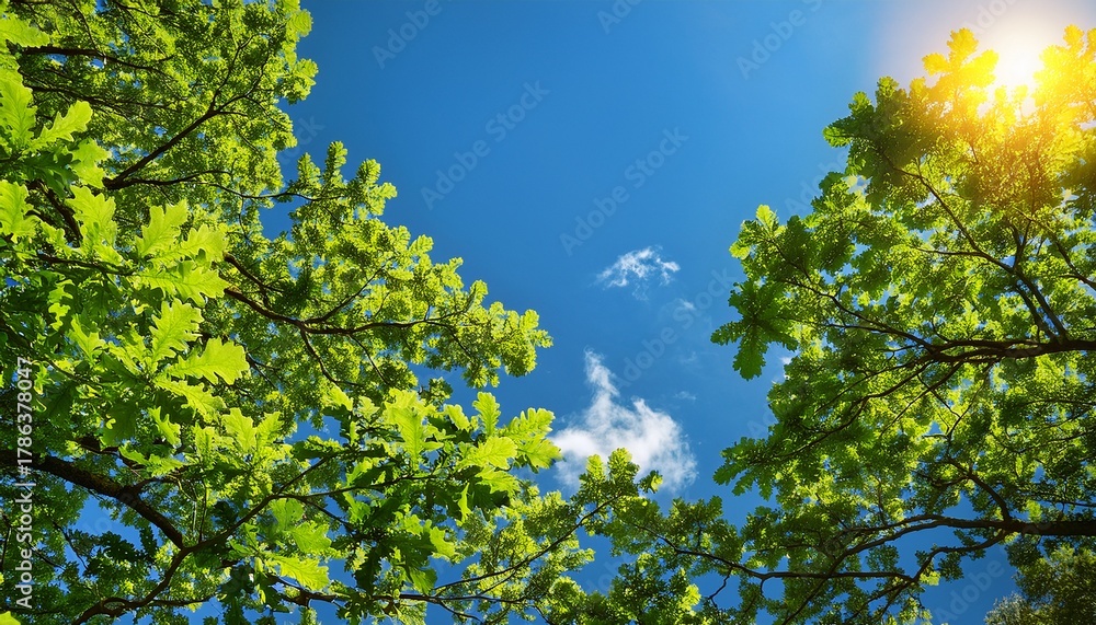 Obraz premium Green Leaves Of Oak Against Bright Blue Sky
