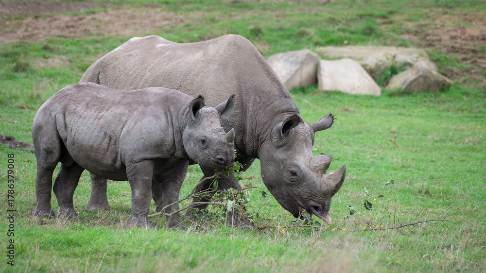 Obraz premium Black Rhinoceros Mother Calf Feeding