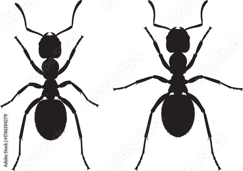 Two black ant silhouettes facing opposite directions