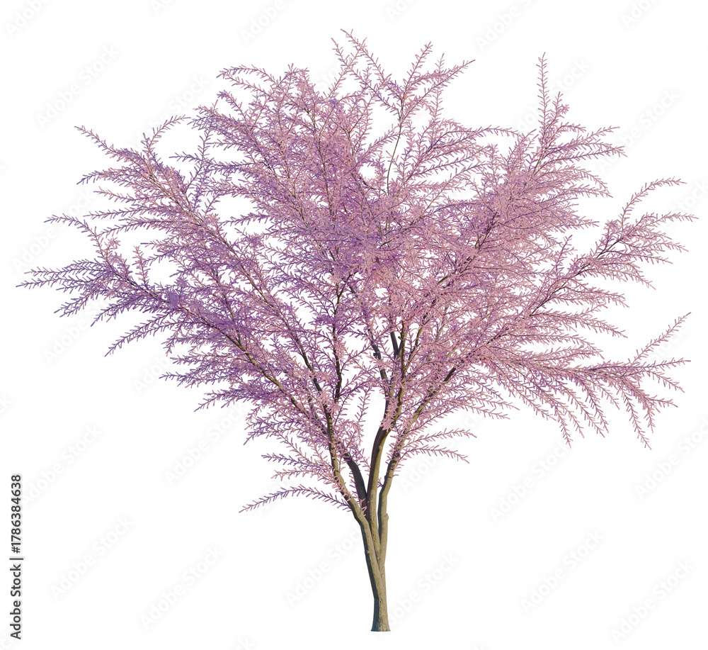Obraz premium Tamarix gallica tree, front view, cutout, transparent, isolate, Delicate pink blooming tree branches with intricate foliage detail