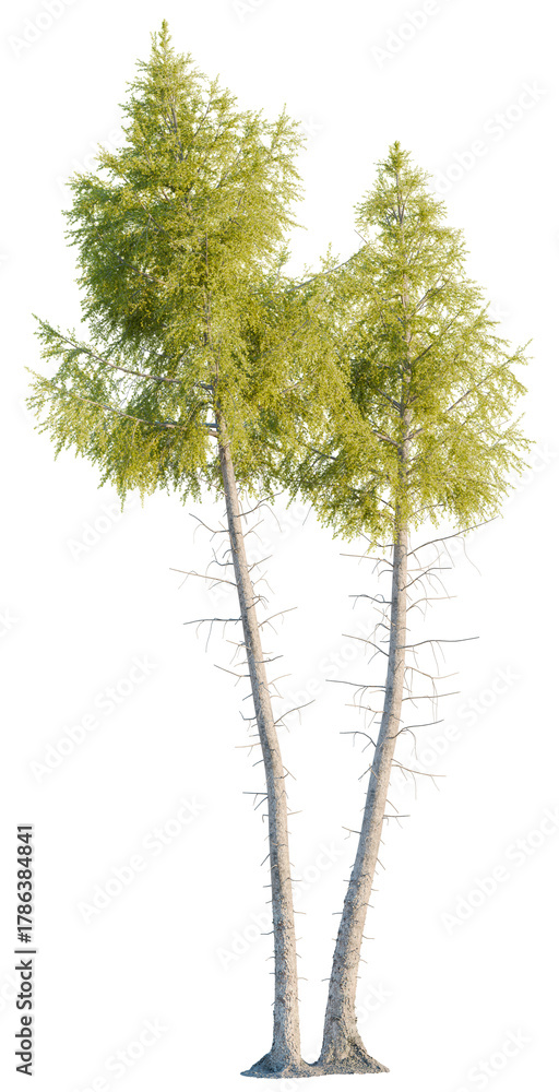 Fototapeta premium Larix laricina tree, front view, cutout, transparent, isolate, Two slender trees with vibrant green foliage reaching skyward