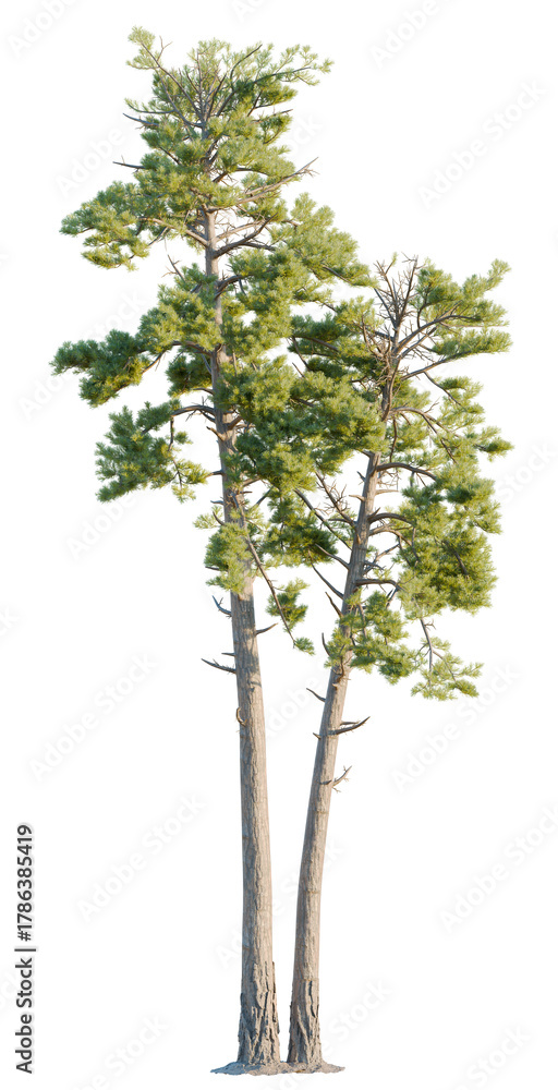 Obraz premium Pinus radiata tree, front view, cutout, transparent, isolate, Majestic pine trees reaching towards the sky with lush green foliage