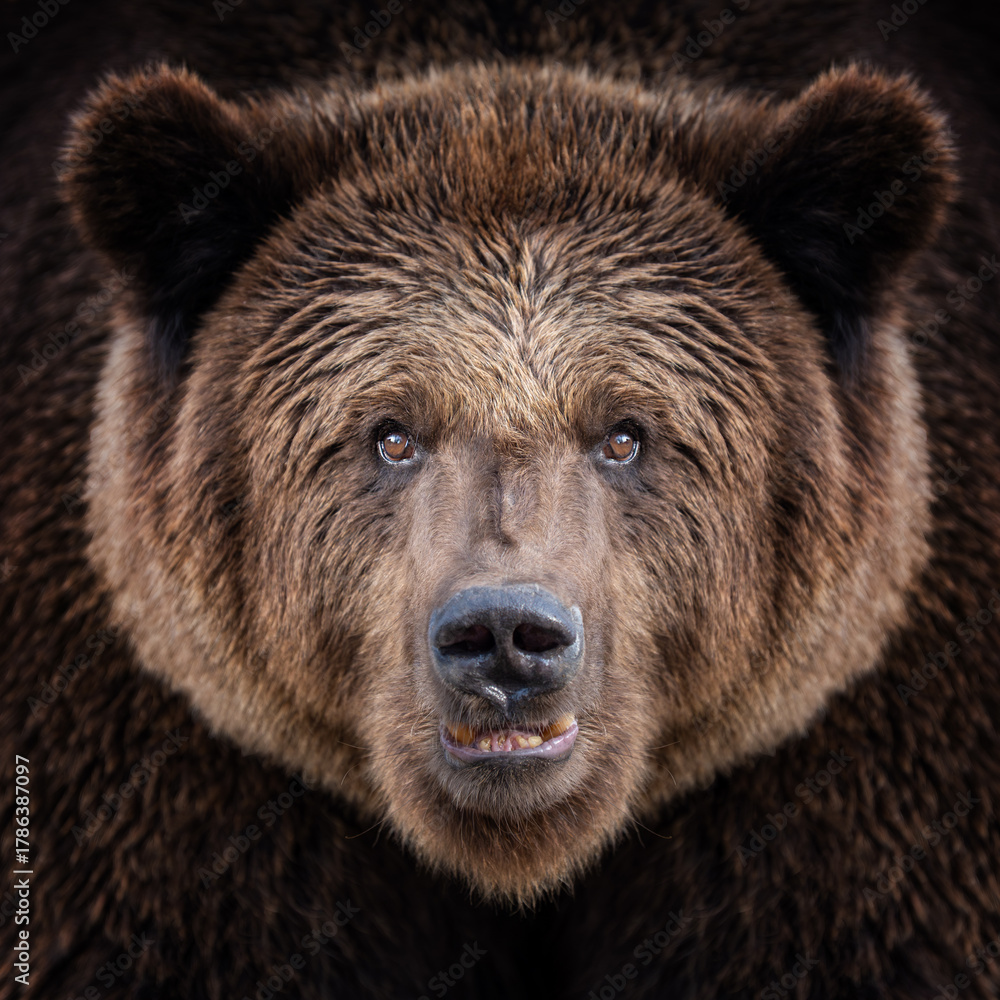 Fototapeta premium Close encounter with a grizzly bear in a dense forest habitat during early morning light