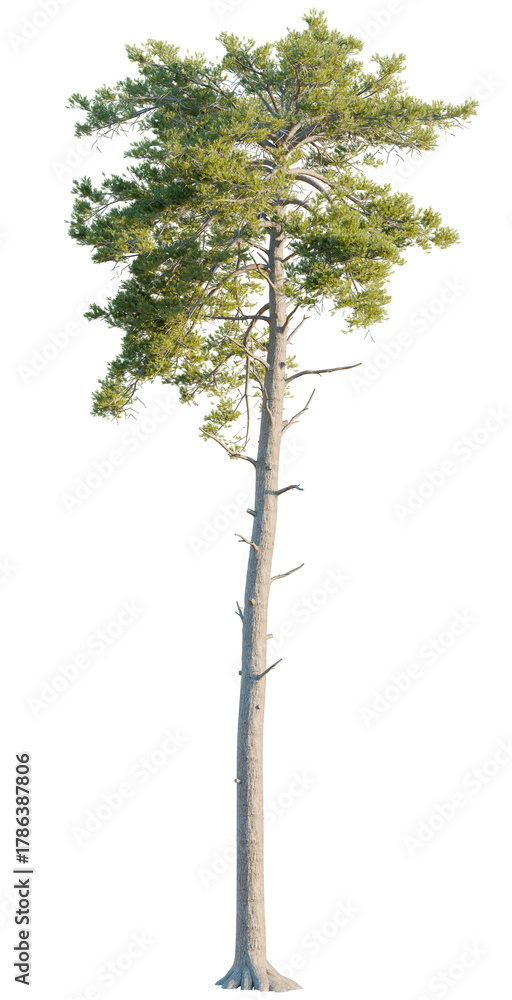 Fototapeta premium Pinus sylvestris tree, front view, cutout, transparent, isolate, Tall majestic pine tree with lush green needles and textured bark