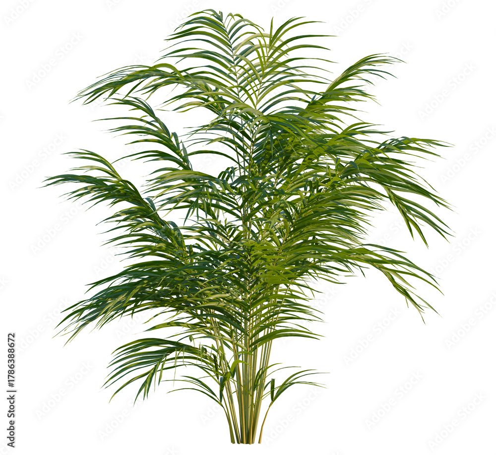 Ταπετσαρία Dypsis lutescens tree, front view, cutout, transparent, isolate, Lush areca palm