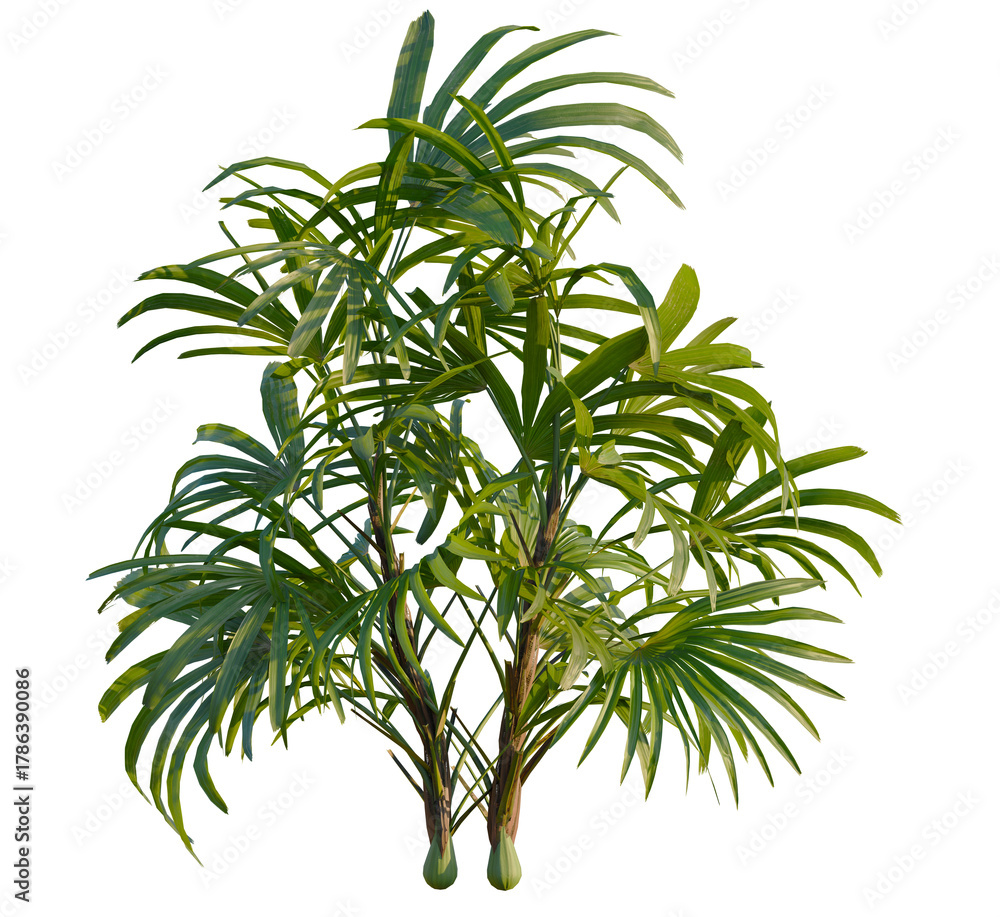 Obraz premium Rhapis excelsa tree, front view, cutout, transparent, isolate, Lush green palm fronds evoke tropical paradise, bringing vibrant life indoors