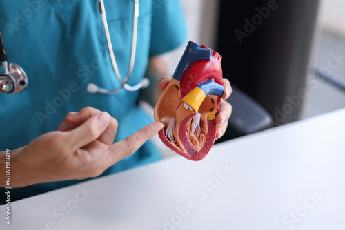 Doctor using heart model to explain blood flows direction.