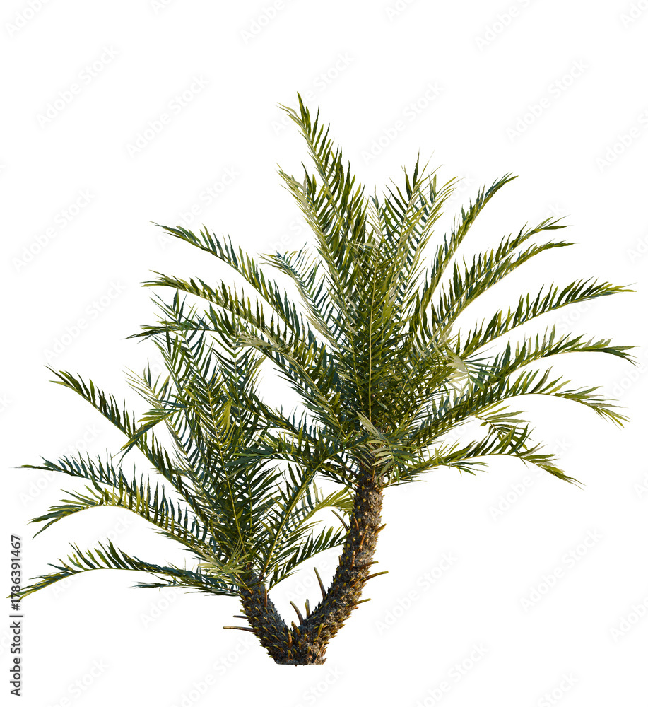 Fototapeta premium Blechnum gibbum tree, front view, cutout, transparent, isolate, Vibrant green palm tree provides a tropical island paradise feeling now