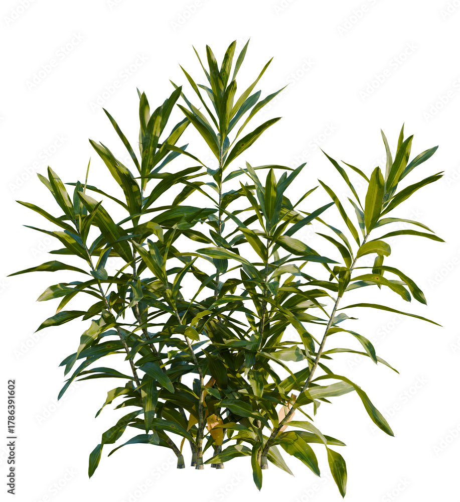 Obraz premium Dracaena reflexa tree, front view, cutout, transparent, isolate, Vibrant green plant with lush leaves for tropical or botanical designs