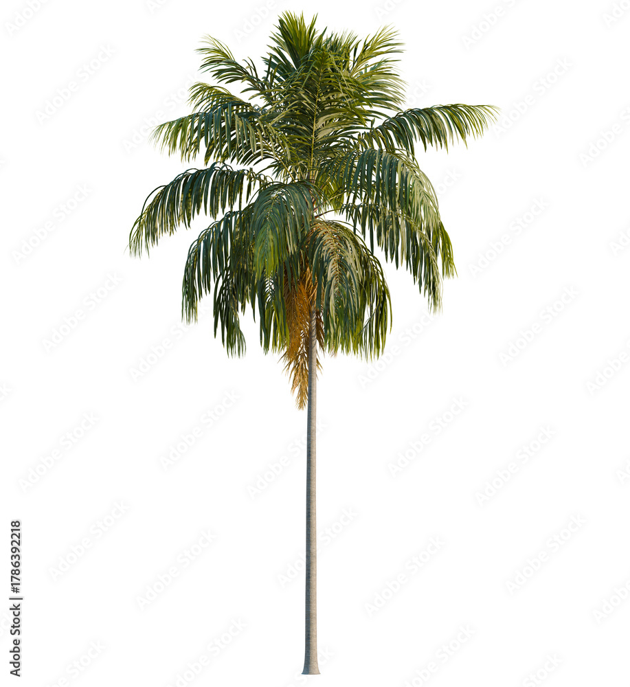 Fototapeta premium Howea forsteriana tree, front view, cutout, transparent, isolate, Tall lush palm tree with vibrant green fronds against a stark void