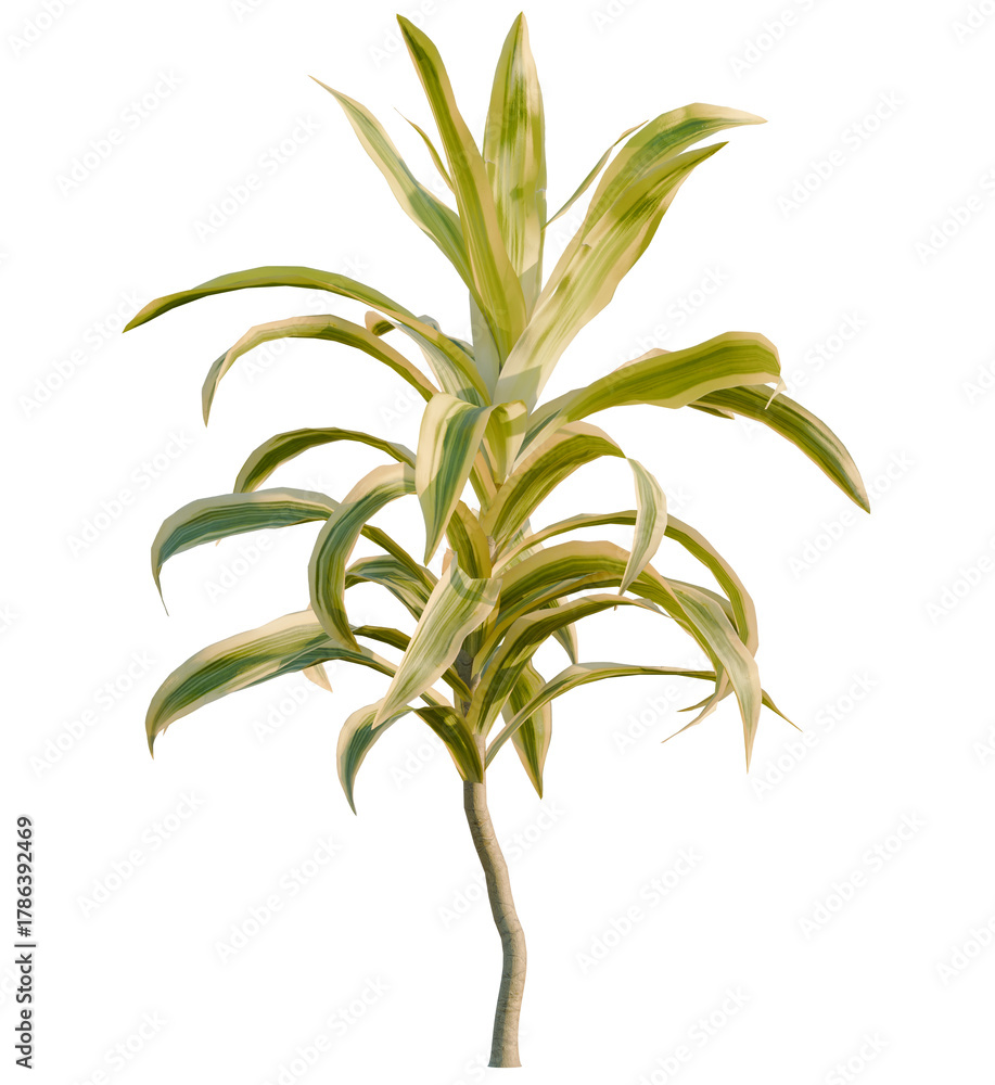 Obraz premium Dracaena reflexa variegata tree, front view, cutout, transparent, isolate, Vibrant corn plant brings natural beauty, perfect for modern interiors