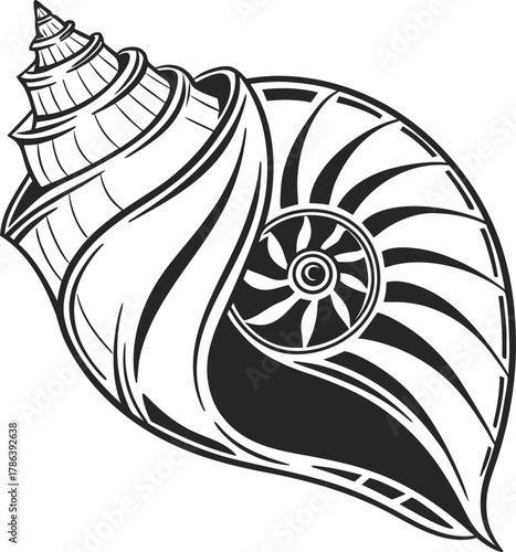 Black and white conch shell illustration vector drawing of marine gastropod mollusk on white background with ink outline
