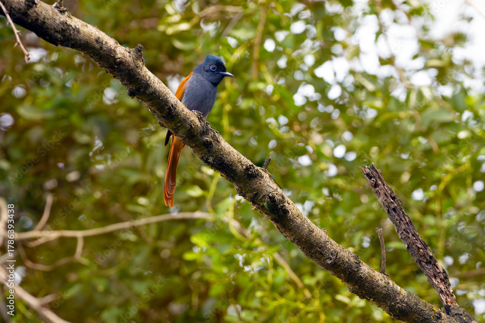 Obraz premium African paradise flycatcher (Terpsiphone viridis), female sitting on a branch in dense bush.