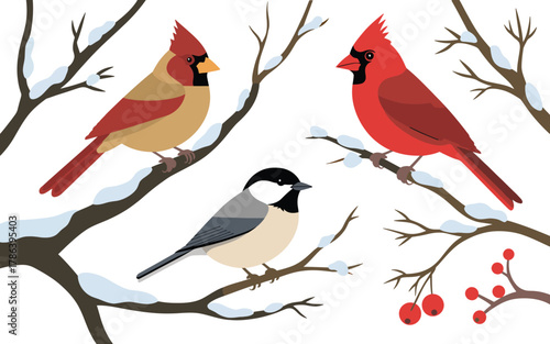 Pair of northern cardinals and small chickadee resting on bare snowy branches winter nature wildlife scene vector