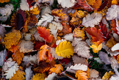 A beautiful texture of fallen, vibrant leaves lying on the ground. A beautiful autumn pattern of yellowed and orange leaves. High-resolution, detailed photo